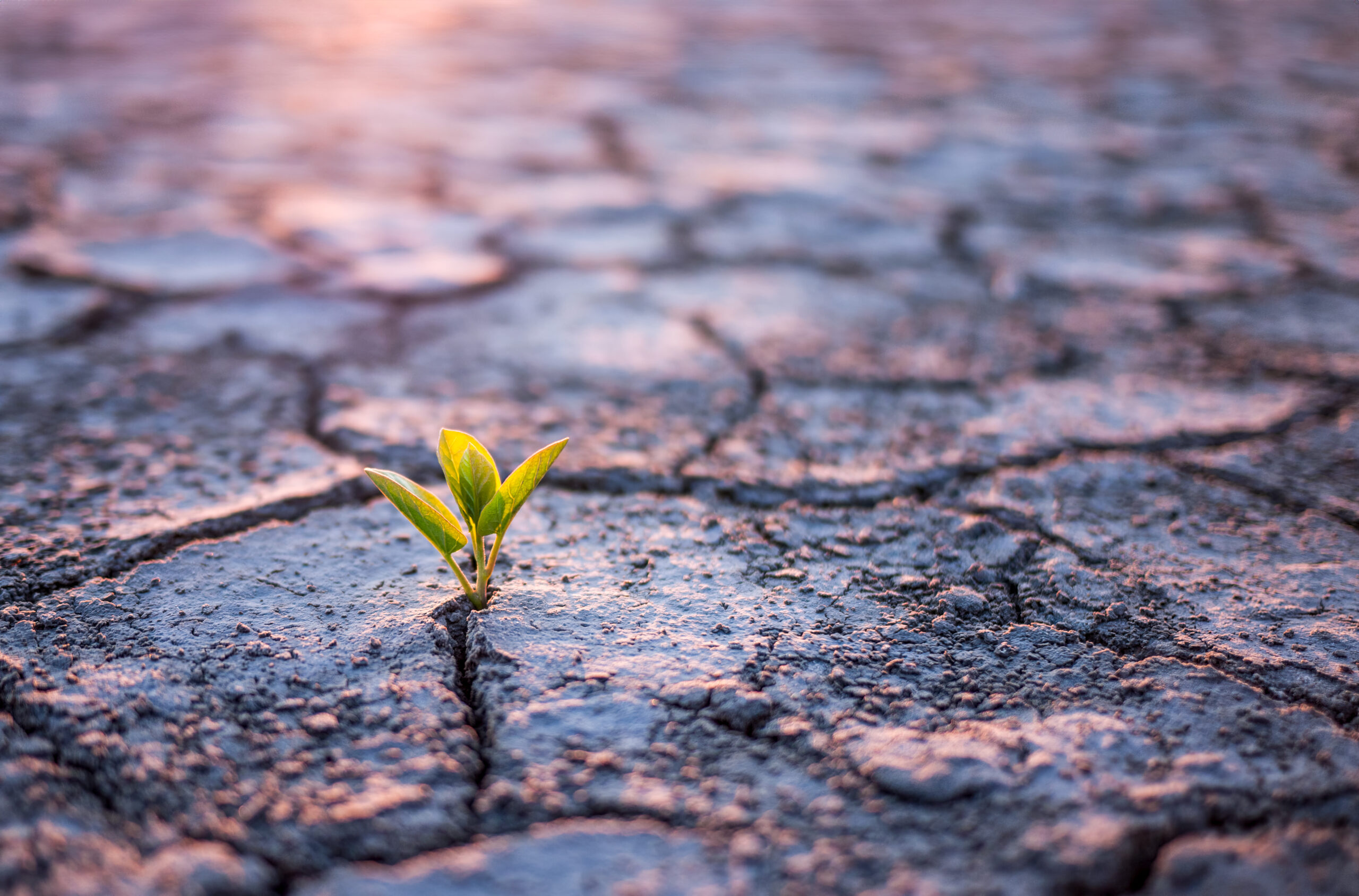 Green plant sprout in cracked soil